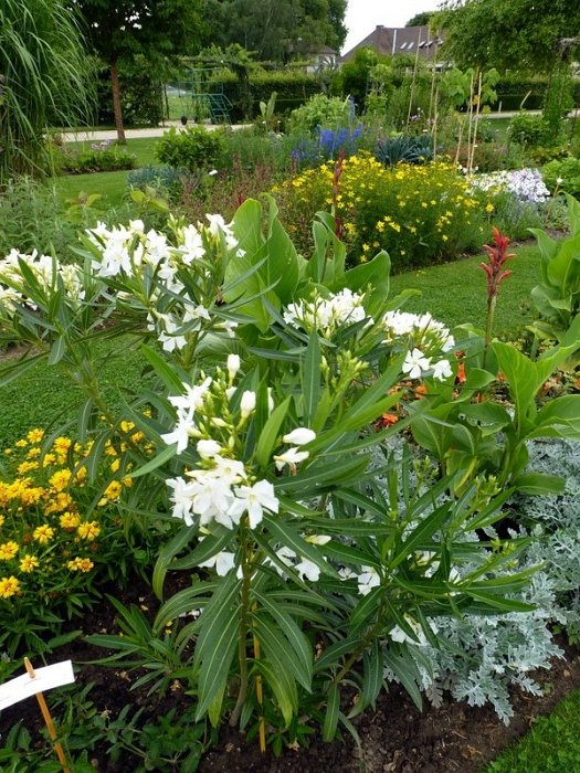 Nerium oleander 'blanc'